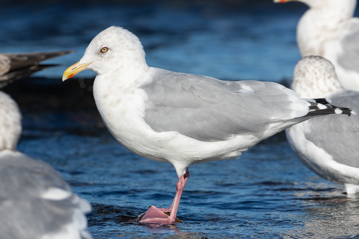 Iceland Gull - Blair Dudeck