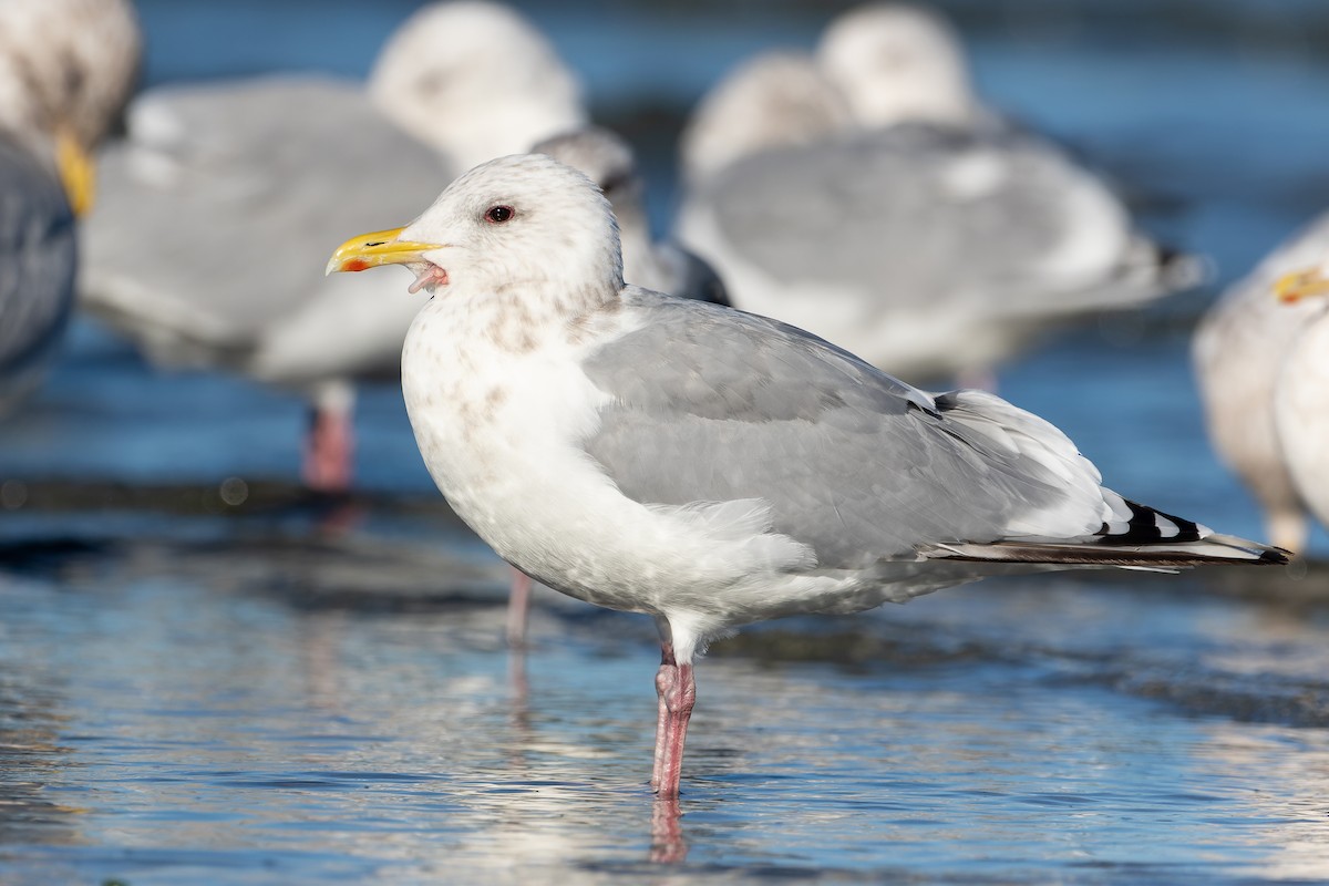 Iceland Gull - Blair Dudeck