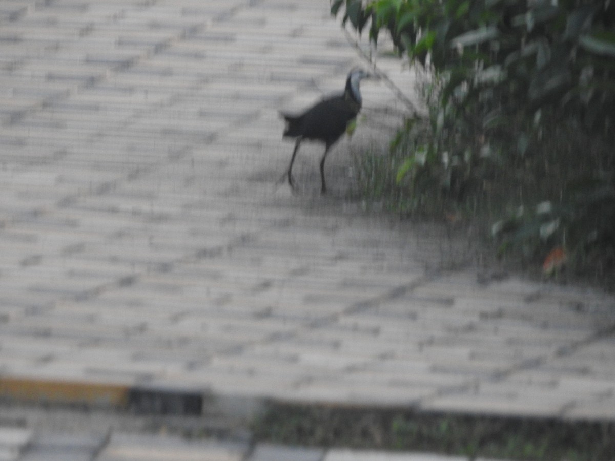 White-breasted Waterhen - ML384330151