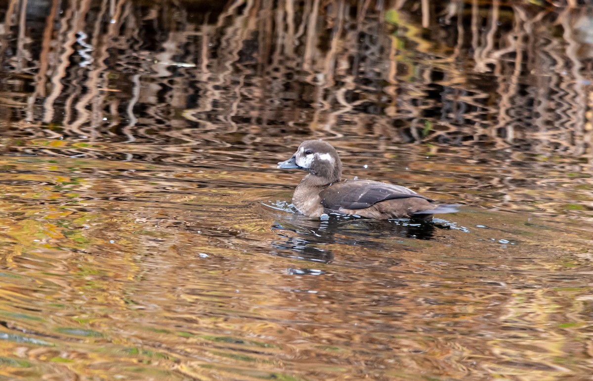 Pato Arlequín - ML384331101