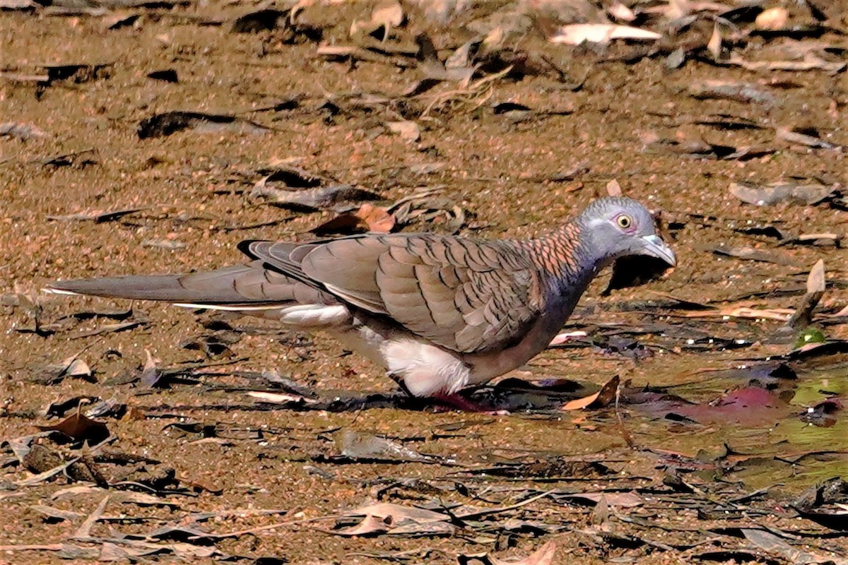 Bar-shouldered Dove - Trevor Ross