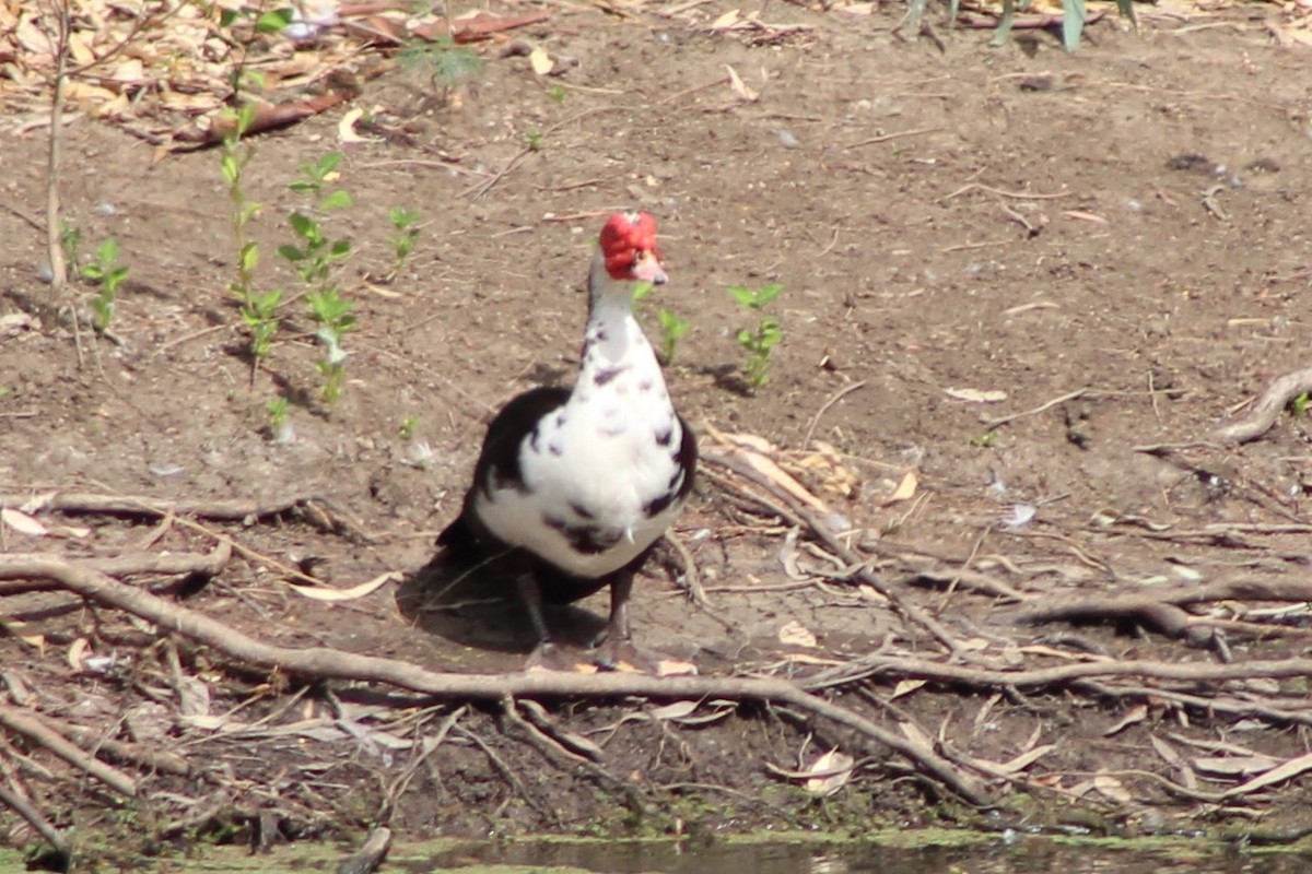 Muscovy Duck (Domestic type) - ML384332371