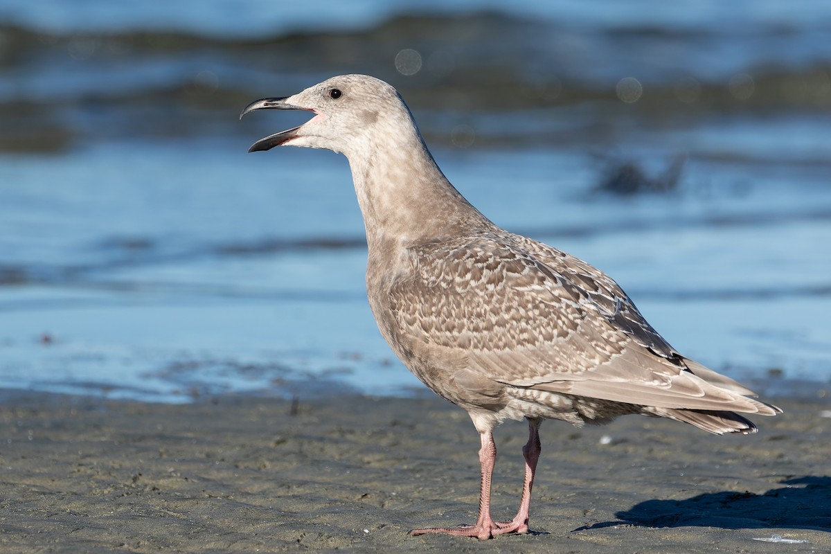 Glaucous-winged Gull - ML384333201