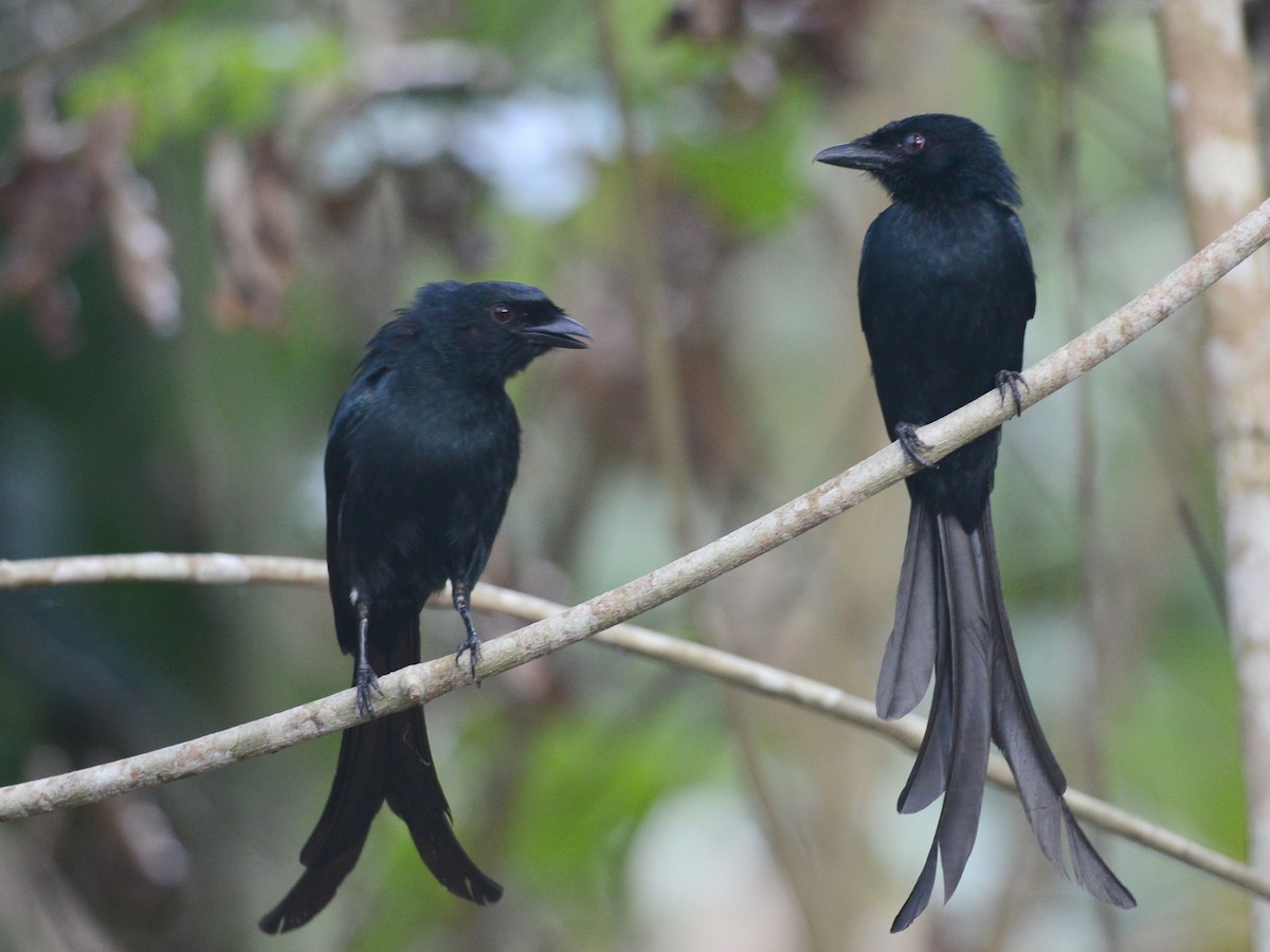 Mayotte Drongo - Alan Van Norman