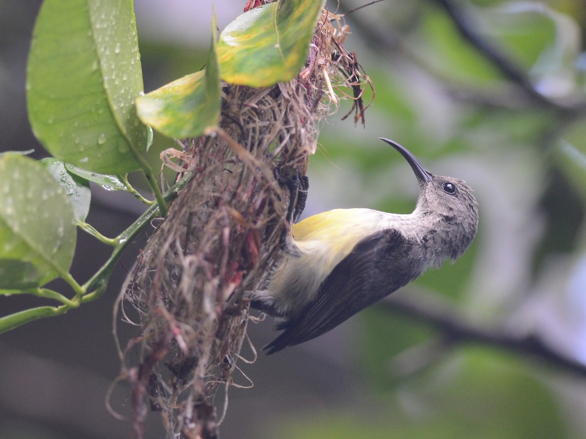 Mayotte Sunbird - Alan Van Norman
