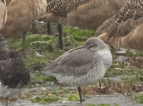 Red Knot - ML384336251