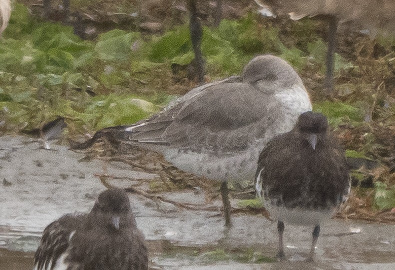 Red Knot - ML384336261