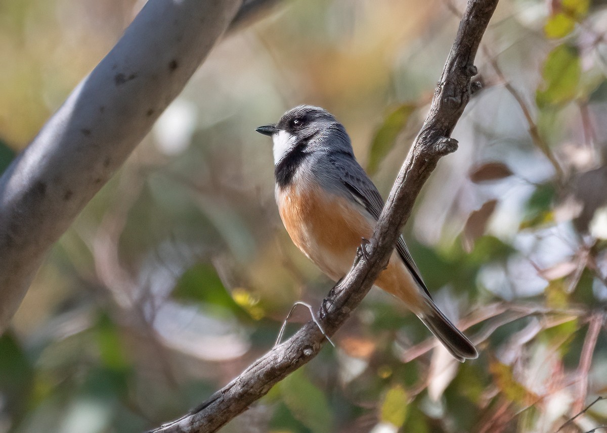 Rufous Whistler - ML384336341