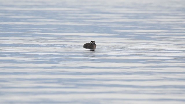 Surf Scoter - ML384337821