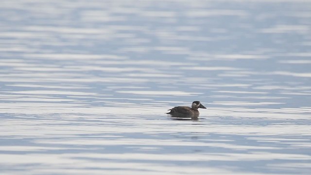 Surf Scoter - ML384338041