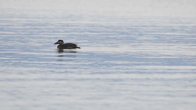 Surf Scoter - ML384338071