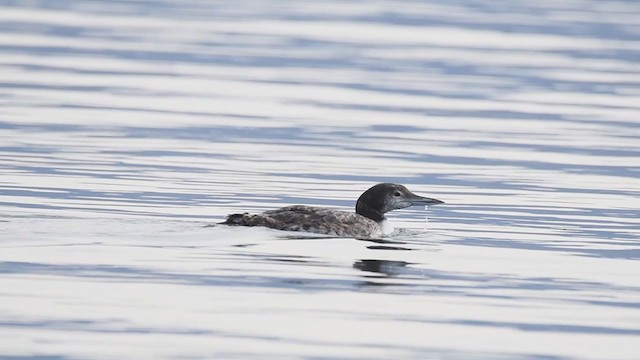 Plongeon huard - ML384338661