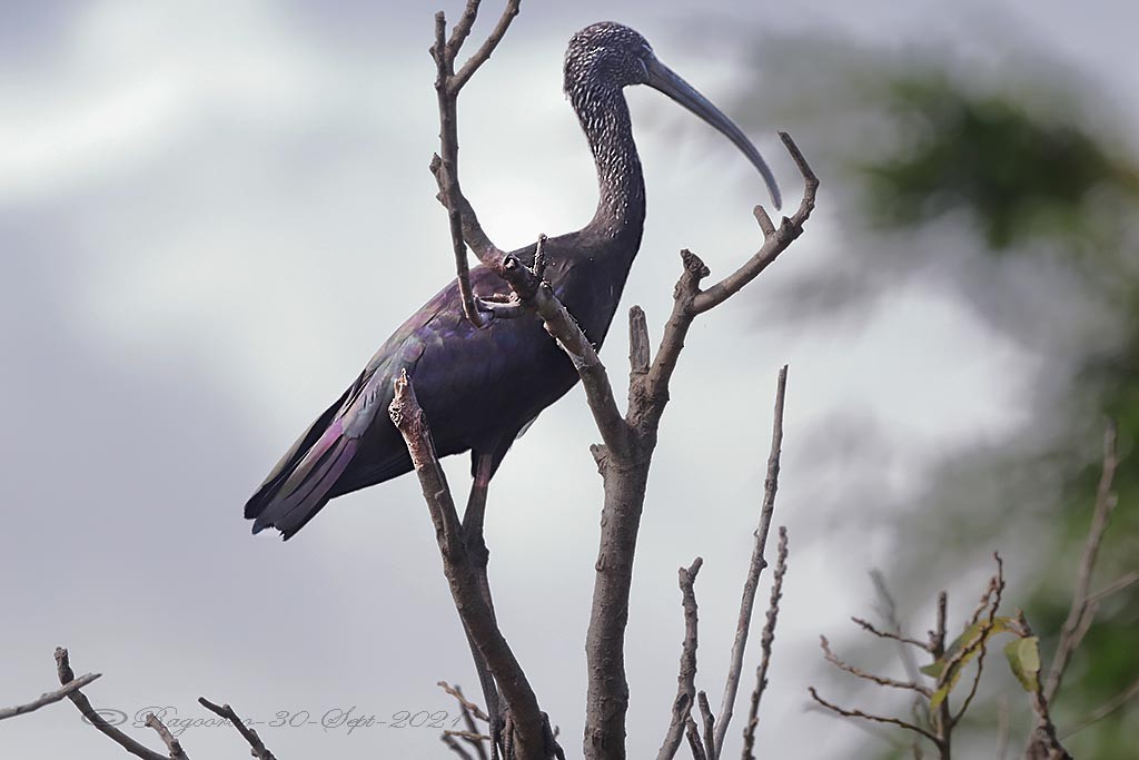 Glossy Ibis - Ragoo  Rao