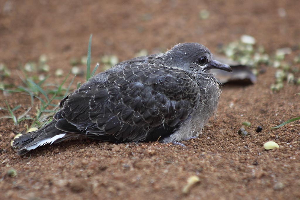 珠頸斑鳩 - ML384339571