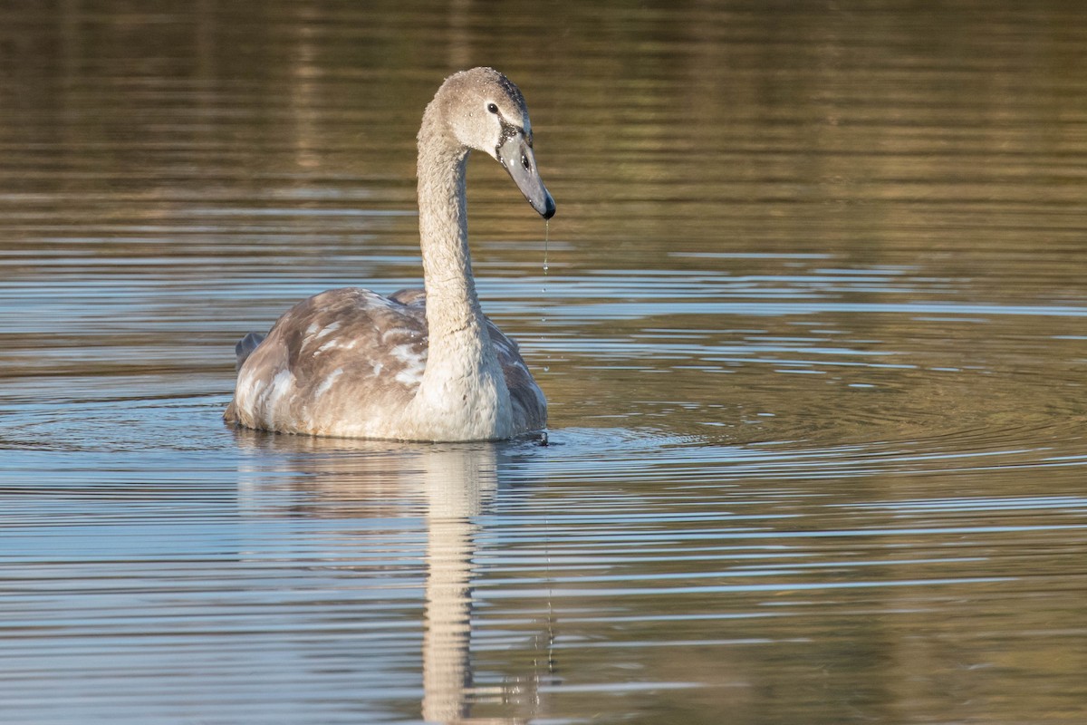 Mute Swan - ML384339611