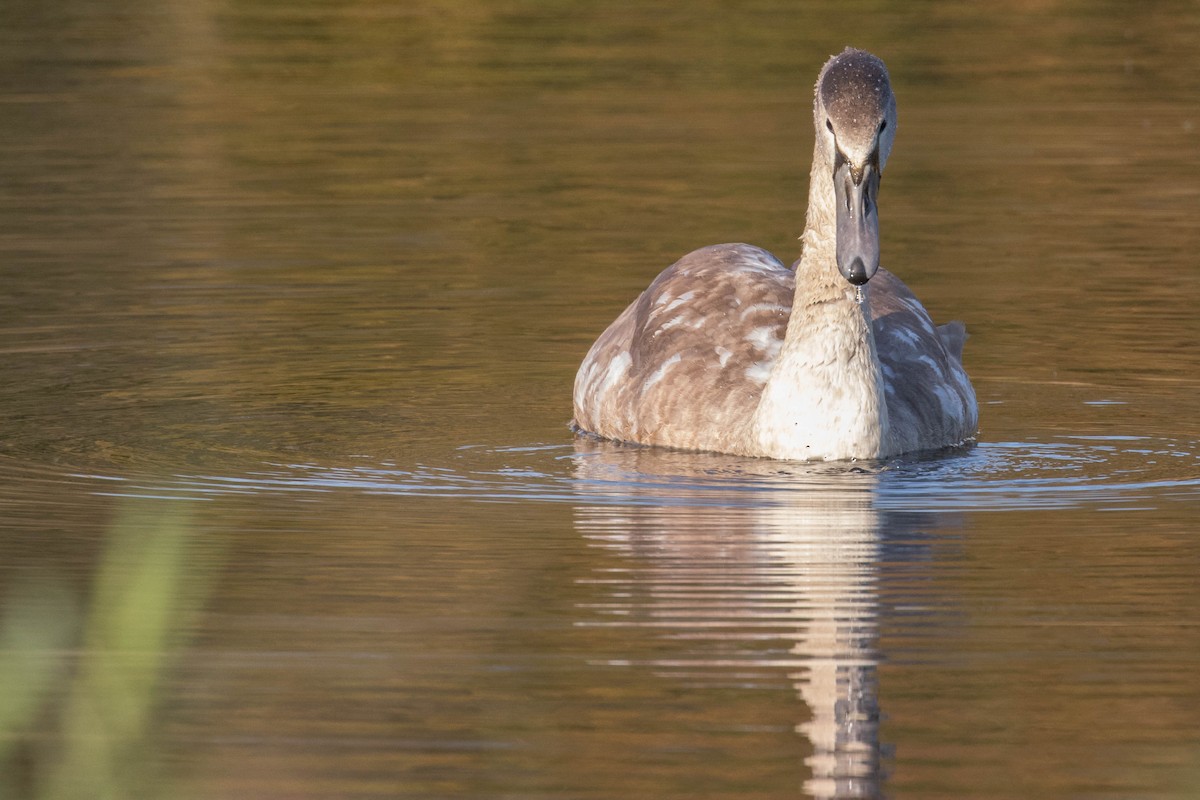 Mute Swan - ML384339631