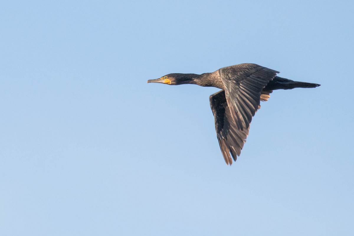 Great Cormorant - ML384339661