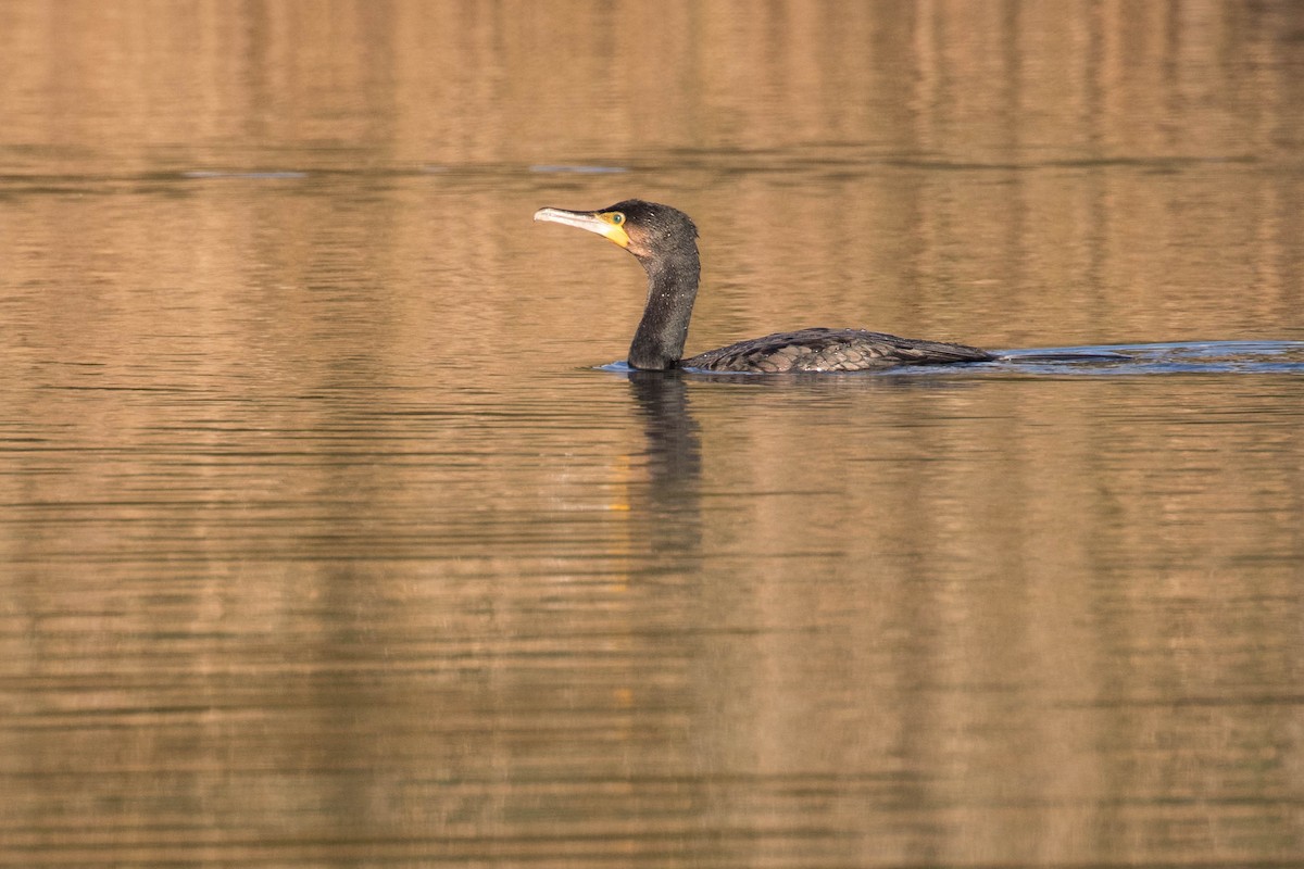 Great Cormorant - ML384339671