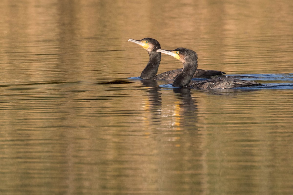 Great Cormorant - ML384339681