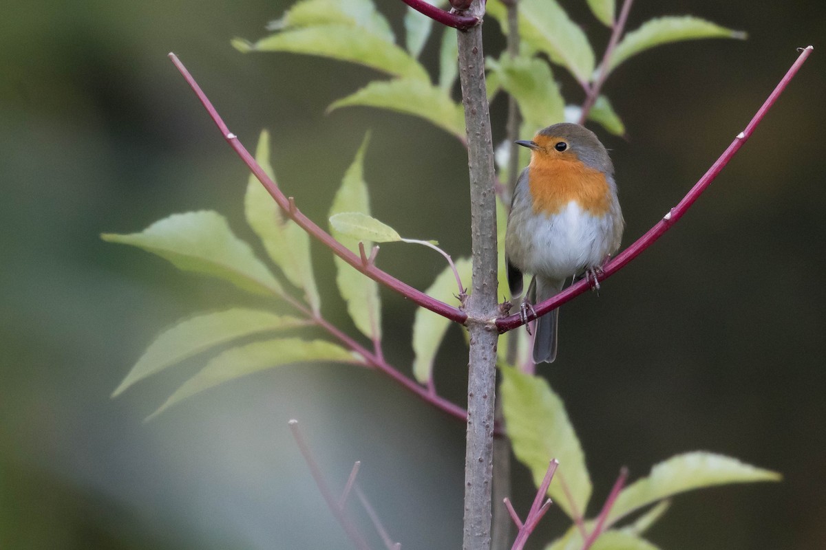 European Robin - ML384339701