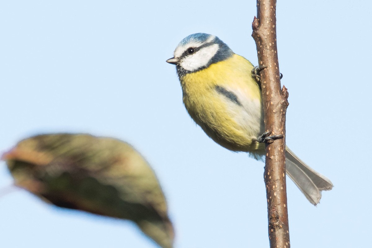 Eurasian Blue Tit - ML384339721