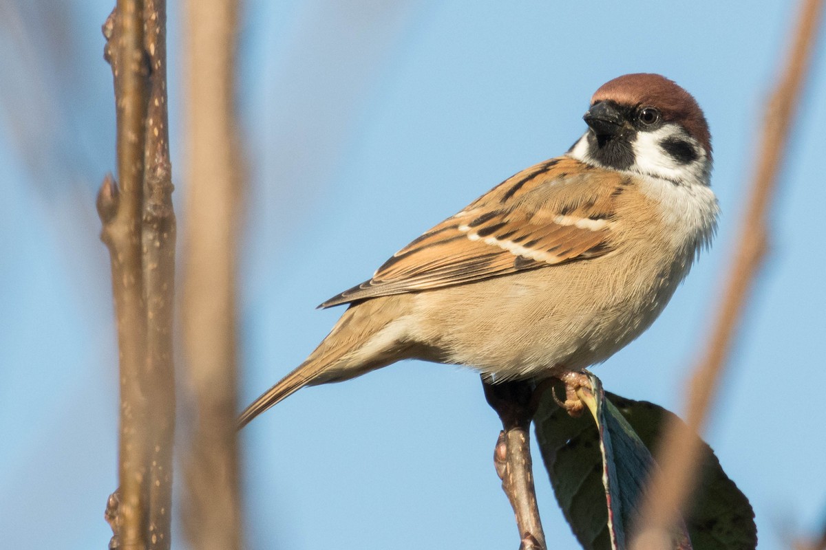 Eurasian Tree Sparrow - ML384339731