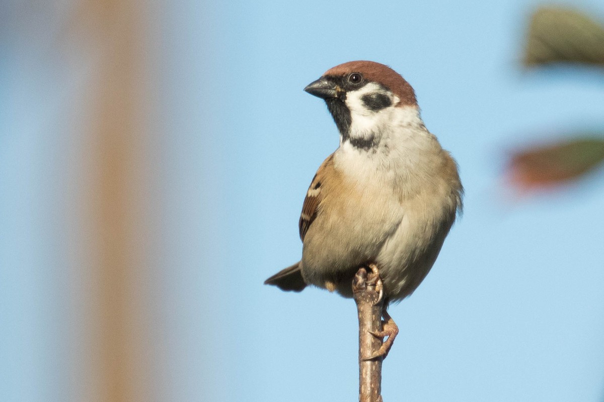 Eurasian Tree Sparrow - ML384339741