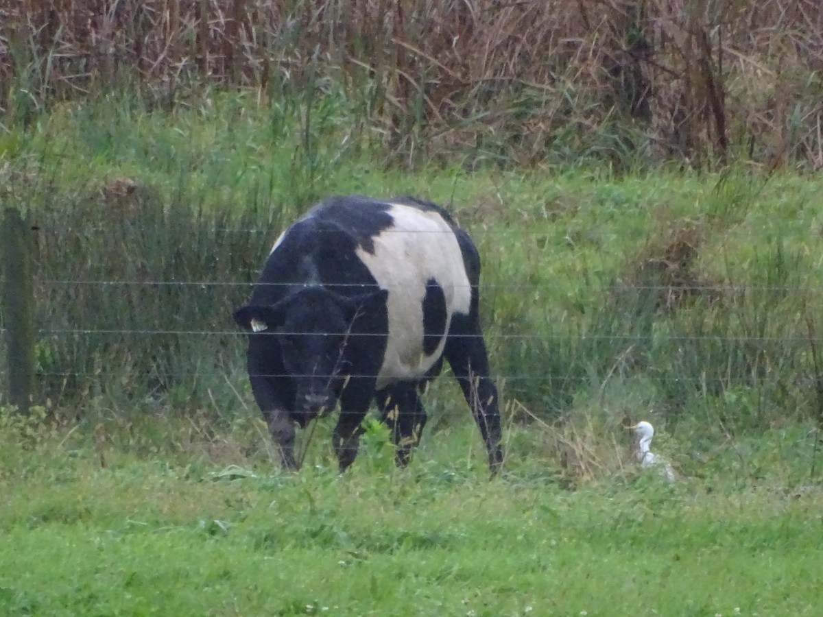 Western Cattle Egret - ML384340321