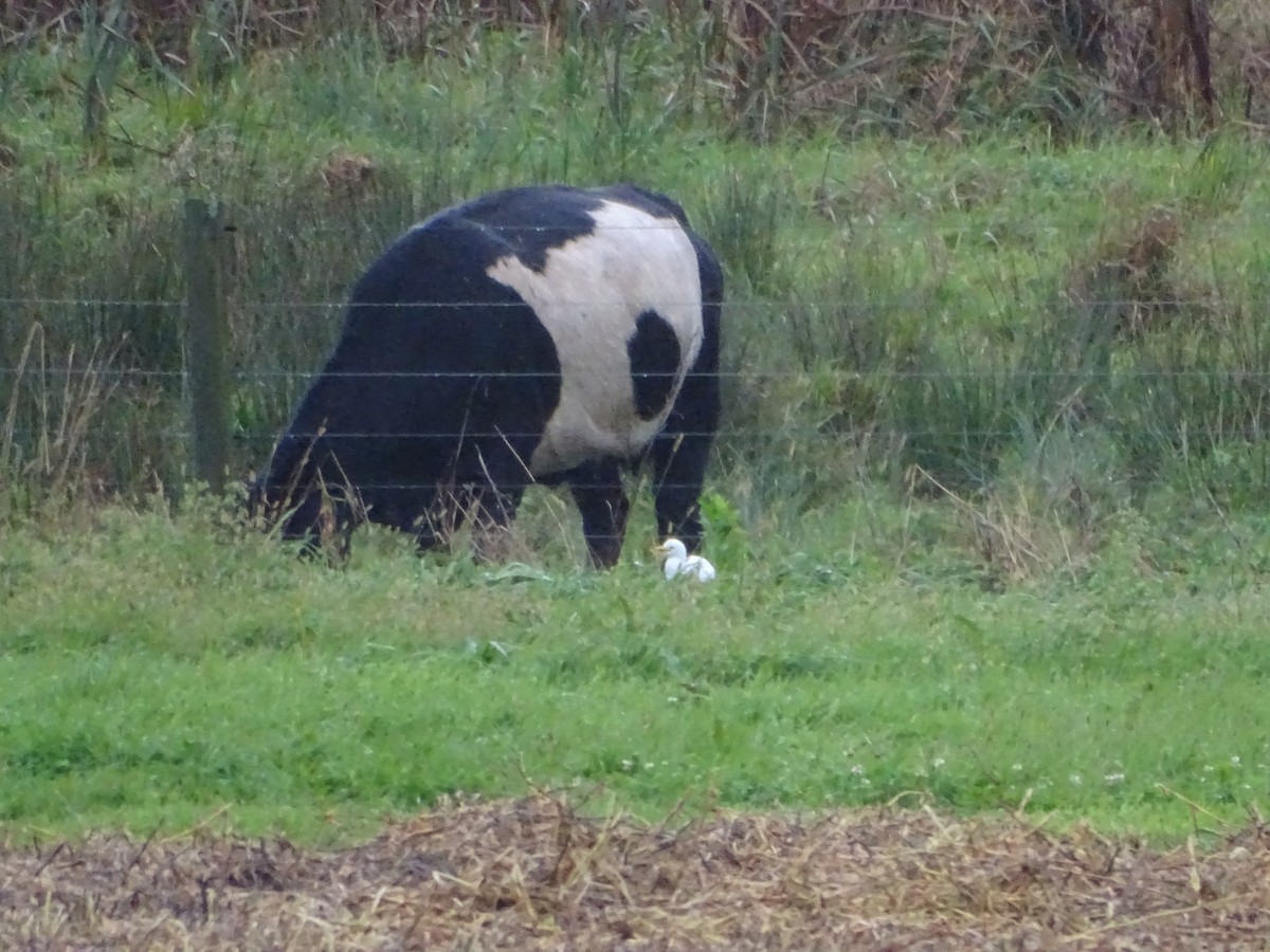 Western Cattle Egret - ML384340351