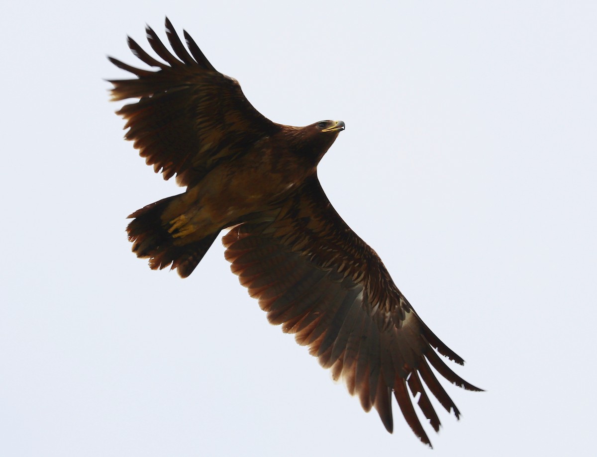 Greater Spotted Eagle - Kakul Paul