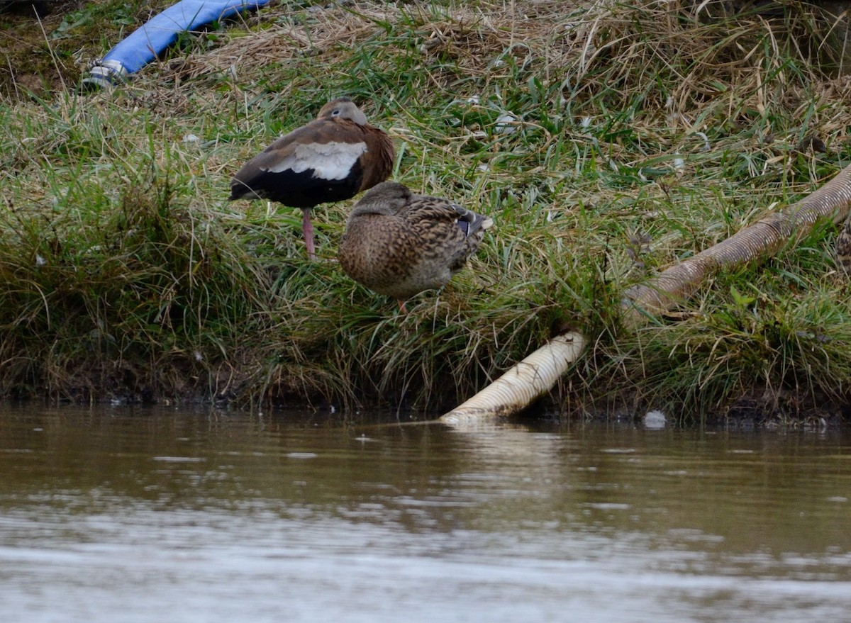 Black-bellied Whistling-Duck - Barry Blust