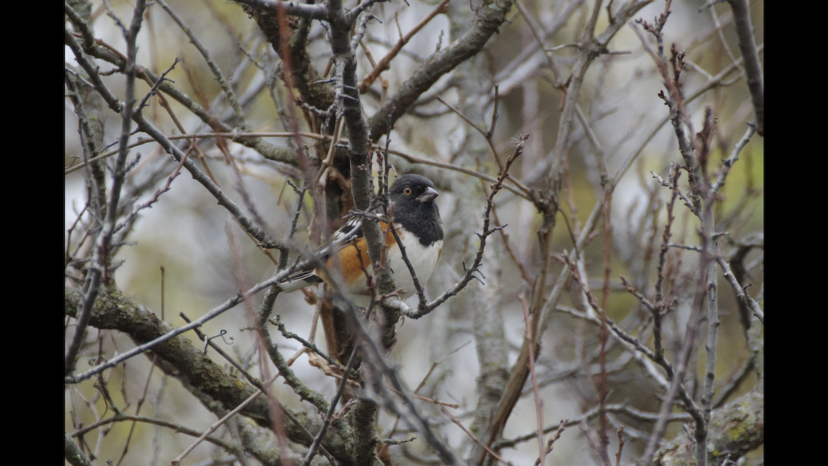Spotted Towhee - ML384341521