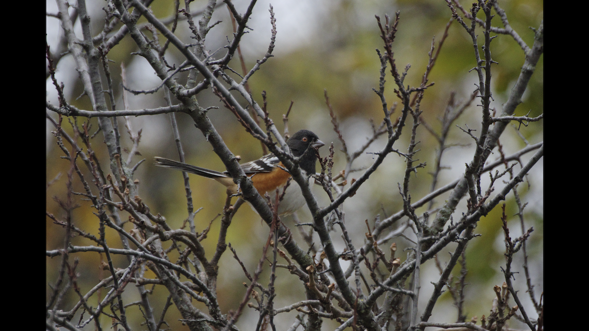 Spotted Towhee - ML384341531