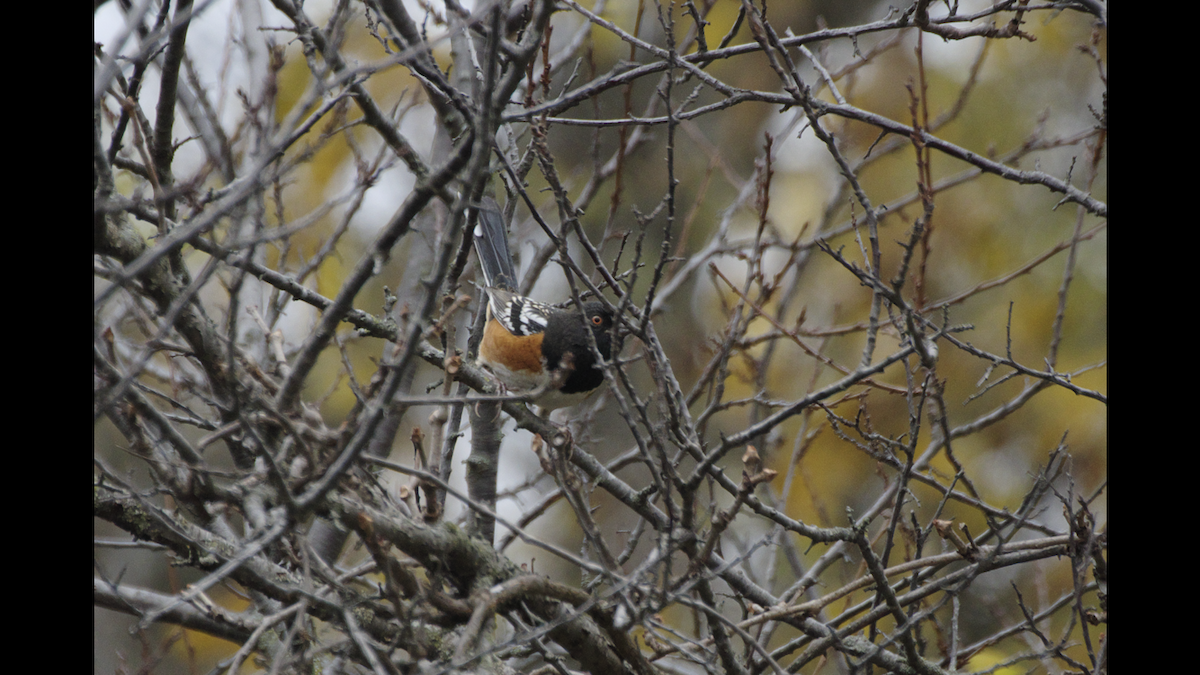 Spotted Towhee - ML384341541