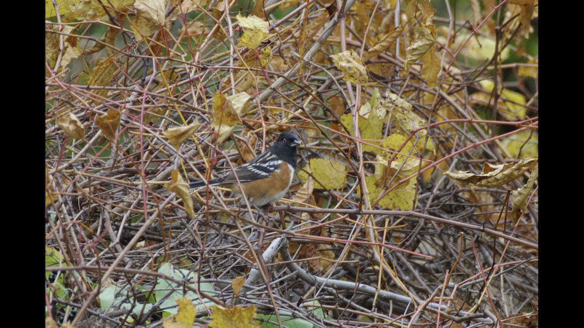 Spotted Towhee - ML384341551