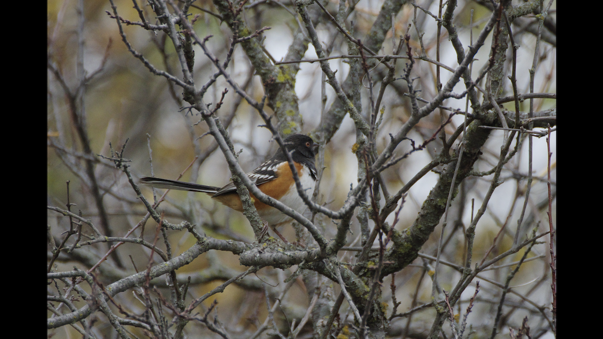 Spotted Towhee - ML384341561