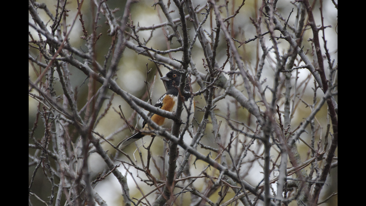Spotted Towhee - ML384341571