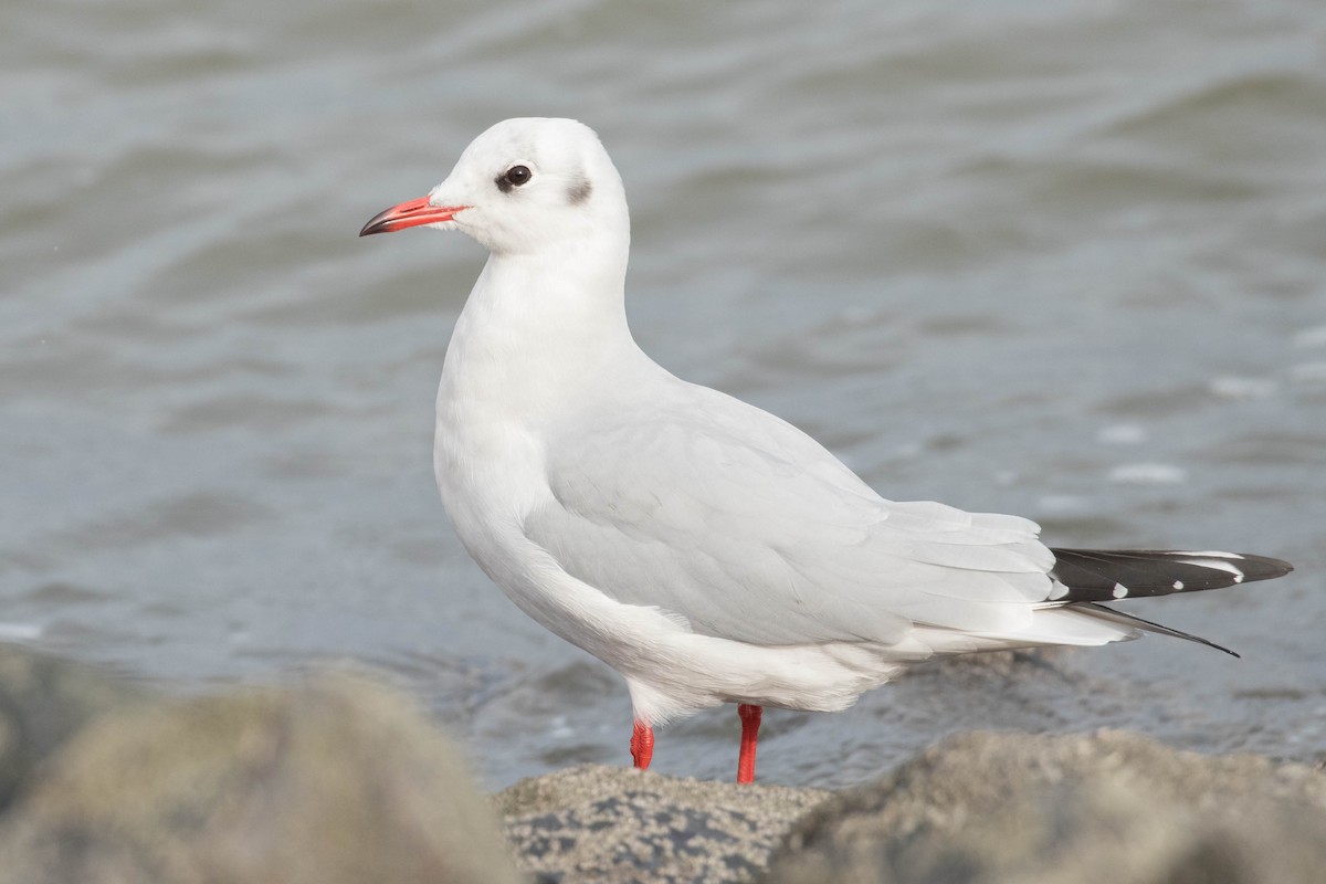 Mouette rieuse - ML384342901