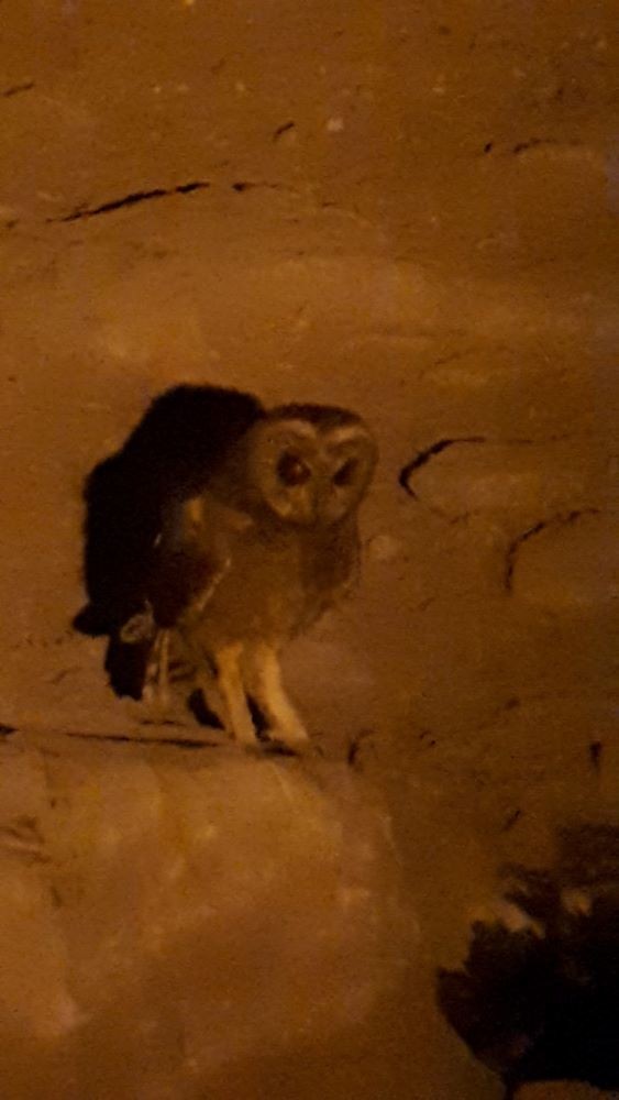 Marsh Owl - Dieter Oschadleus