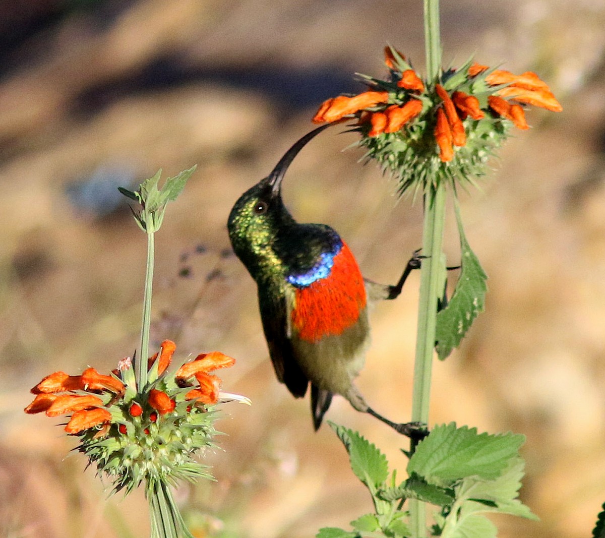 Greater Double-collared Sunbird - ML384344021