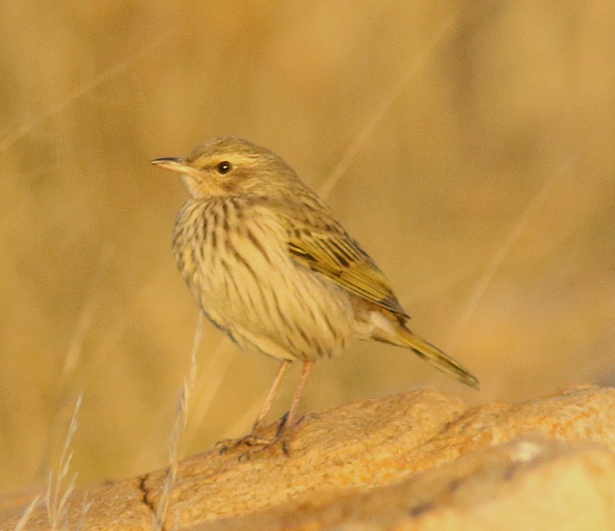 Striped Pipit - ML384344141