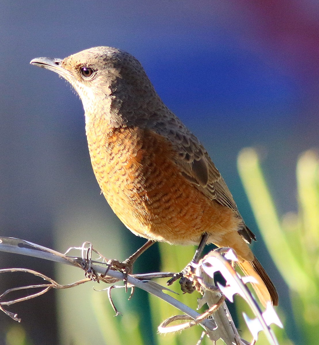 Cape Rock-Thrush - ML384344291