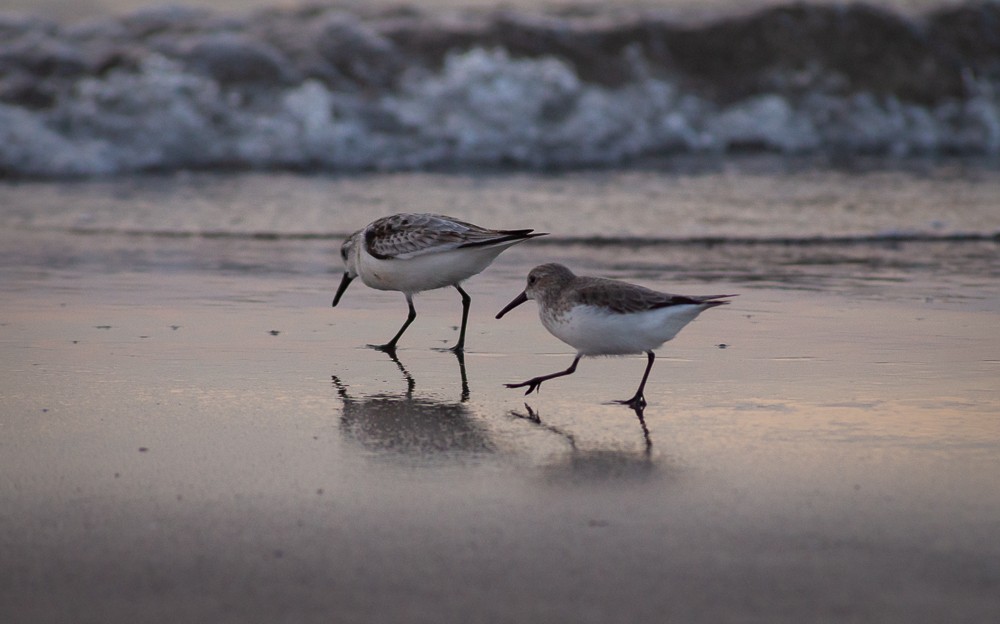 Western Sandpiper - ML384345511