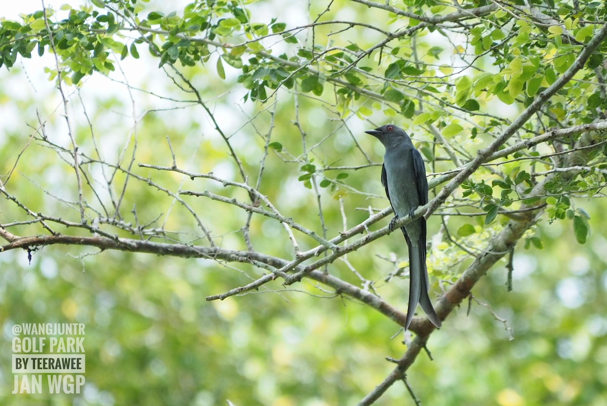 drongo kouřový - ML384345861