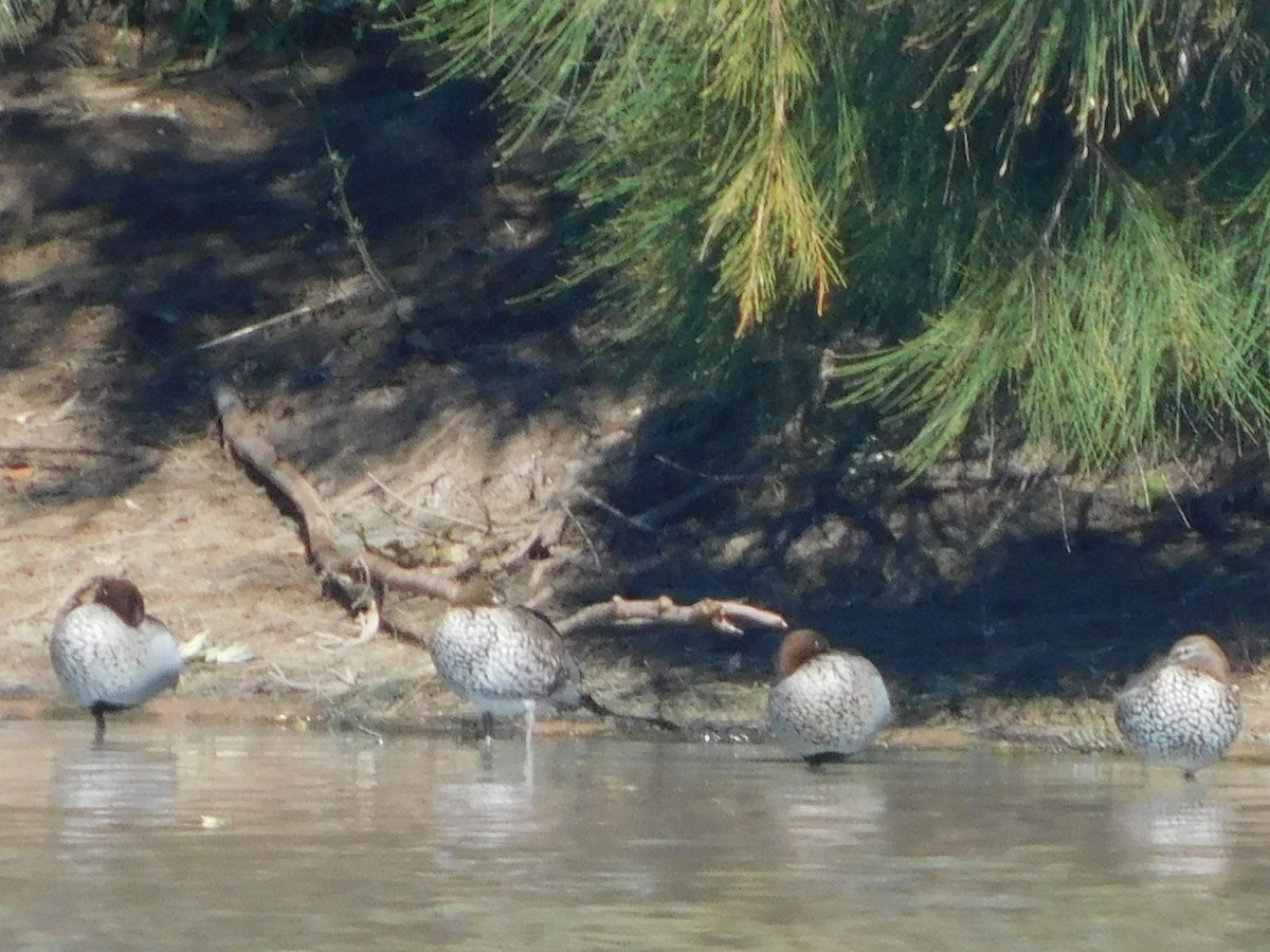 Canard à crinière - ML384346471