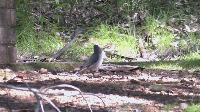 Gray Shrikethrush - ML384348411