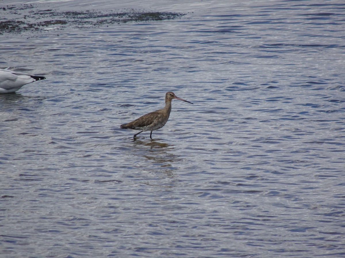 Black-tailed Godwit - Ian Standring