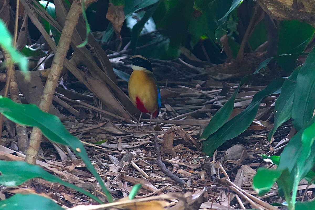 Blue-winged Pitta - ML384349401