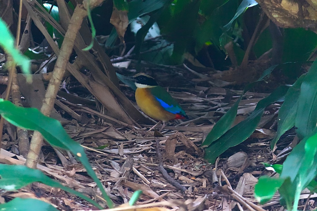 Blue-winged Pitta - ML384349411