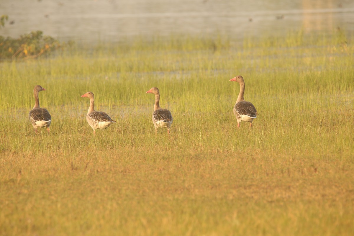 Graylag Goose - Amudha Hariharan